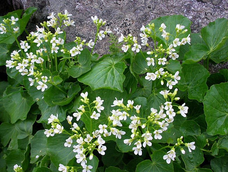 Cardamine asarifolia / Billeri a foglie rotonde